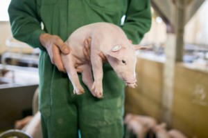 Schwein in Händen